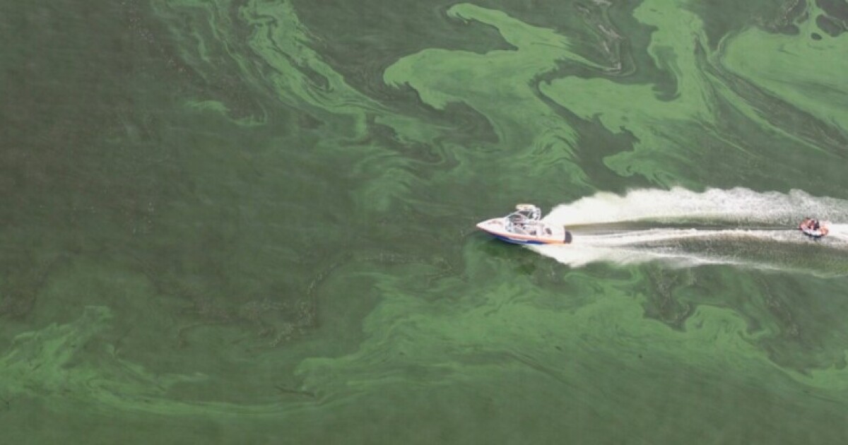 After Ian and Nicole, consultants warn of well being dangers from blue-green algae