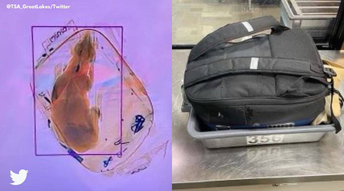 A canine is handed by an airport X-ray machine; web livid on the pet’s proprietor