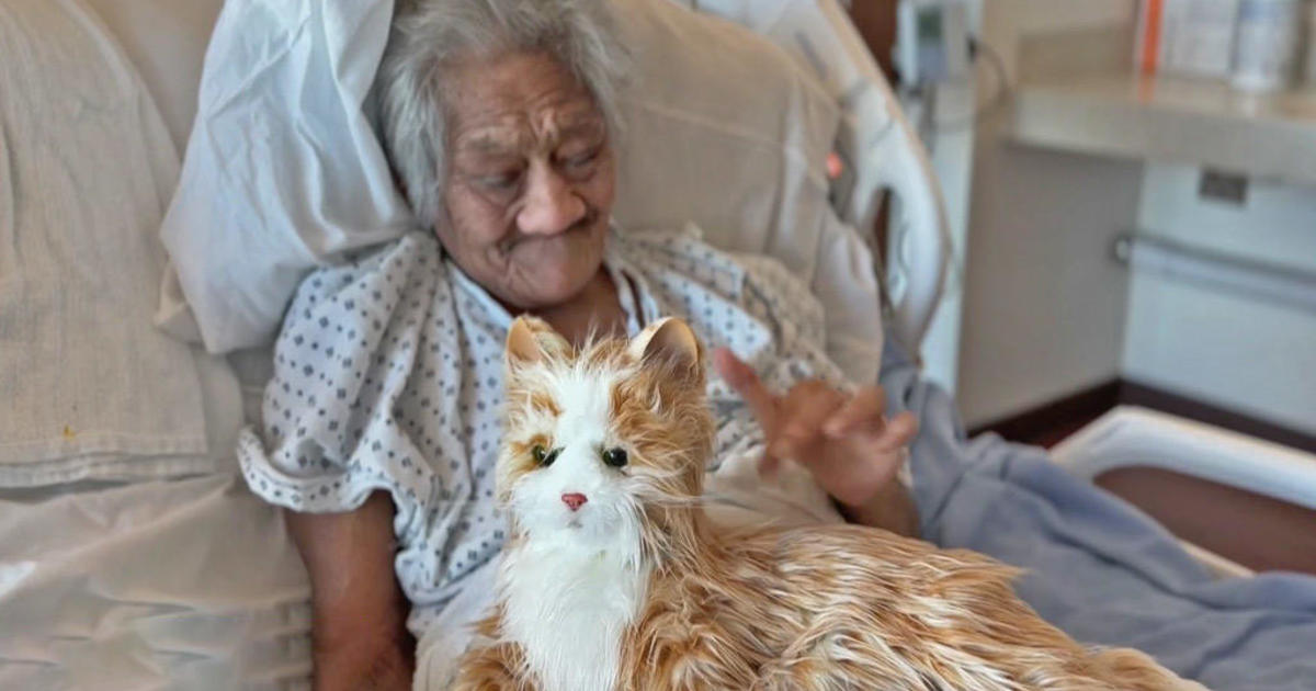 Robotic remedy pets give aged sufferers a brand new leash on life at S.F. Normal