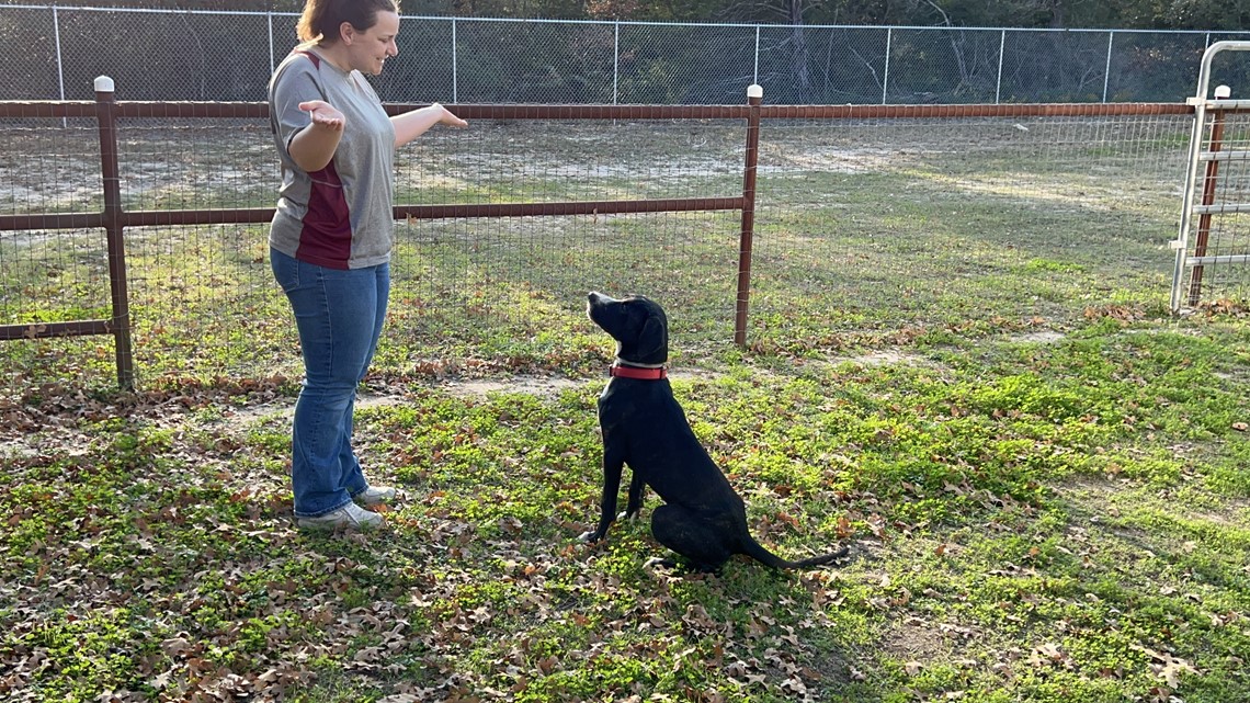 KAGS Brazos Buddies featured pet of the week: Colada