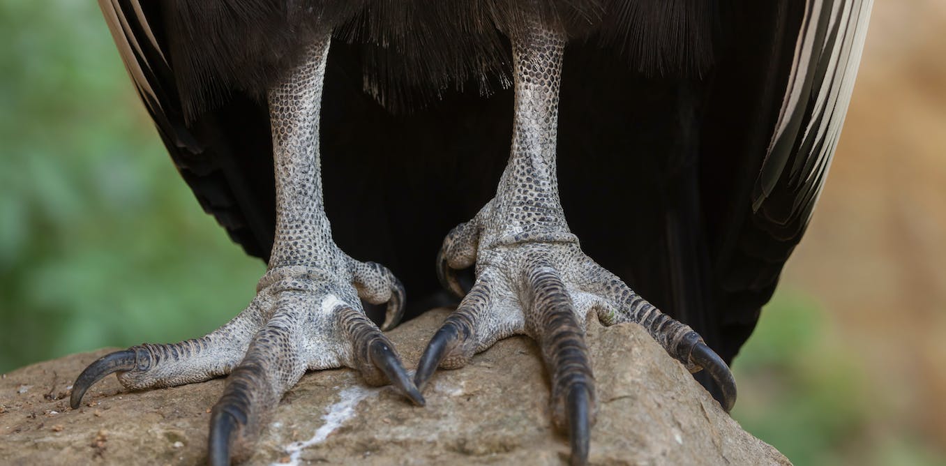 New fossil foot evaluation reveals the shocking and different life of dinosaur fowl ancestors