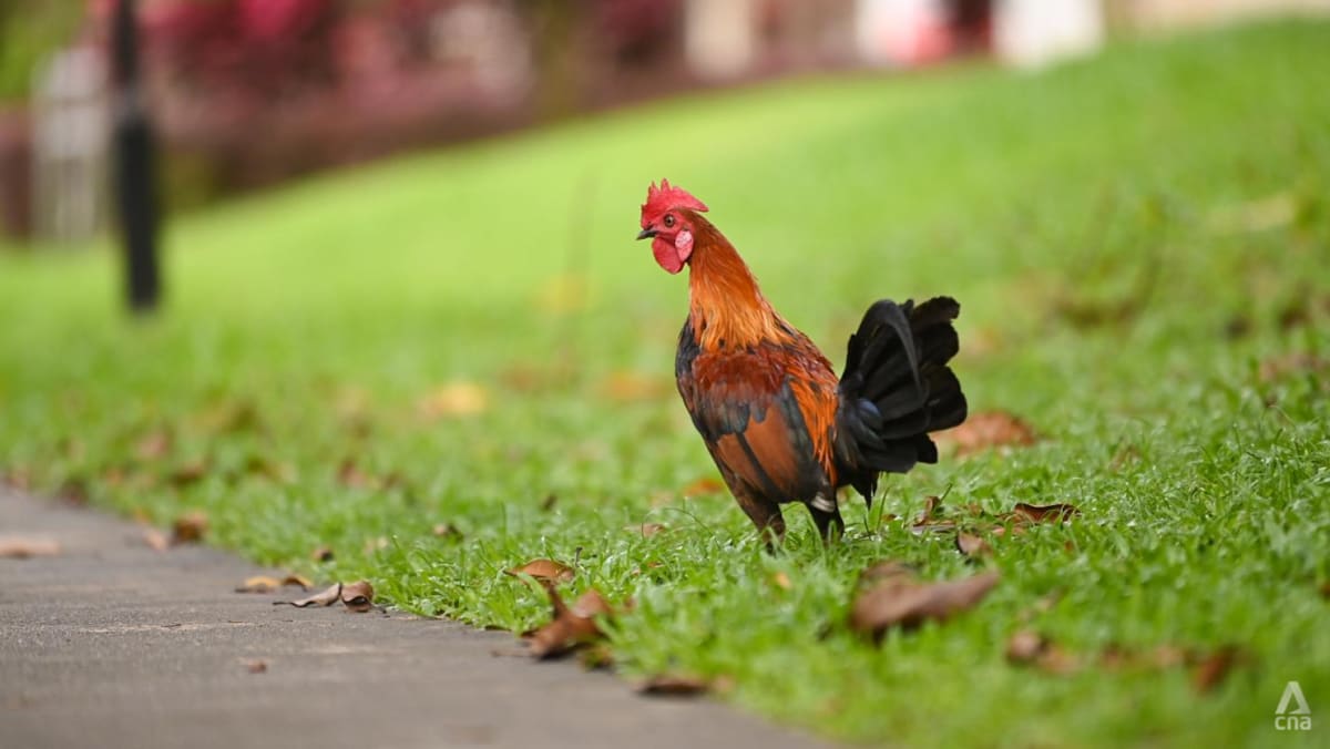 Commentary: My neighbour’s raucous rooster disadvantaged me of sleep for months