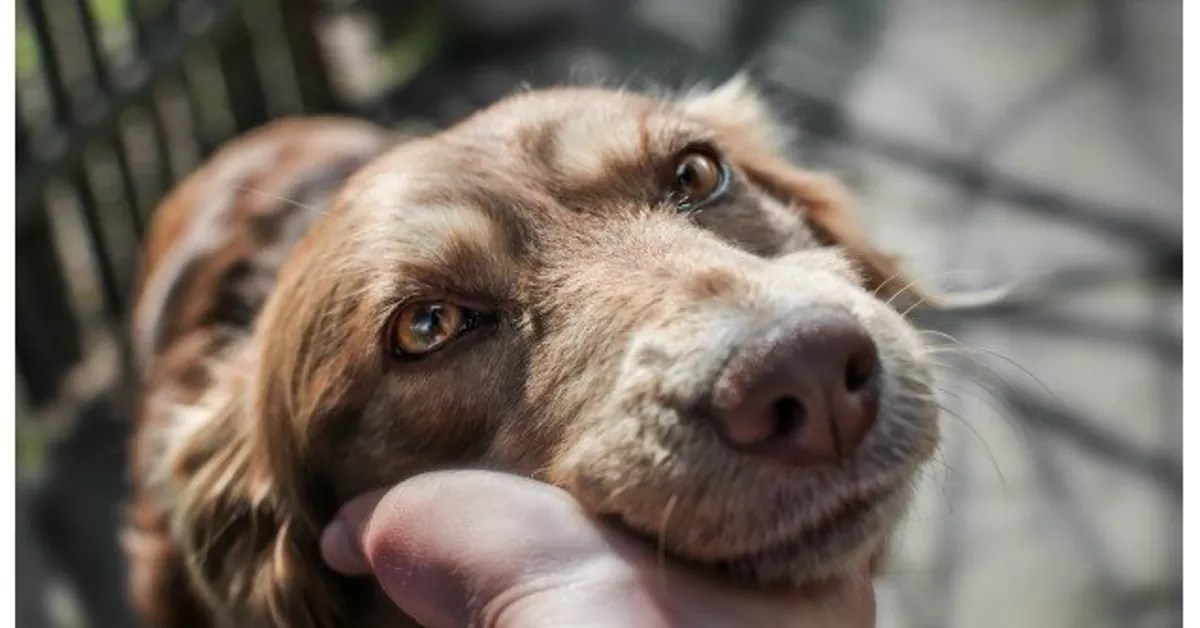 Why mourning a pet will be tougher than grieving for a particular person