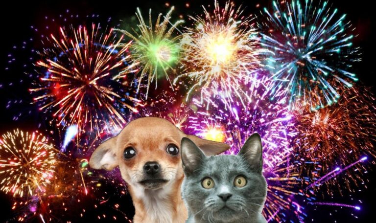 With NYE Fireworks, Misplaced Pet Posts are Coming, however you’ll be able to Plan now to Forestall them – Elmore-Autauga Information