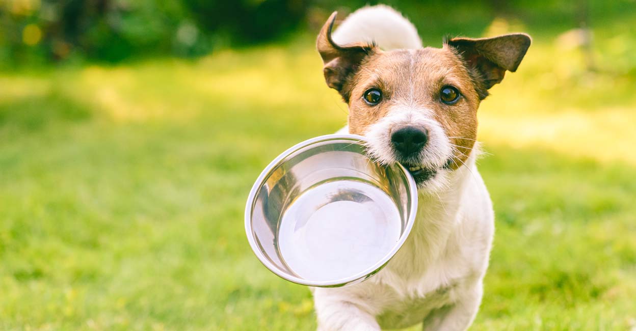 How you can maintain your pet’s dietary wants in winter | Way of life Information