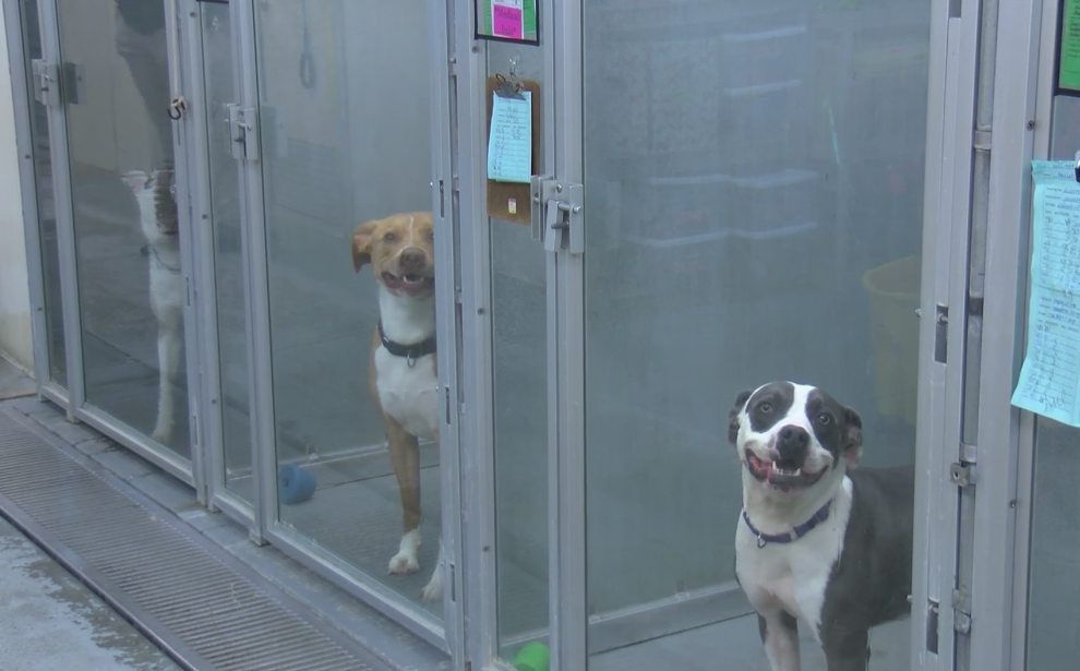 Go to Santa, assist shelter pets at vacation occasion