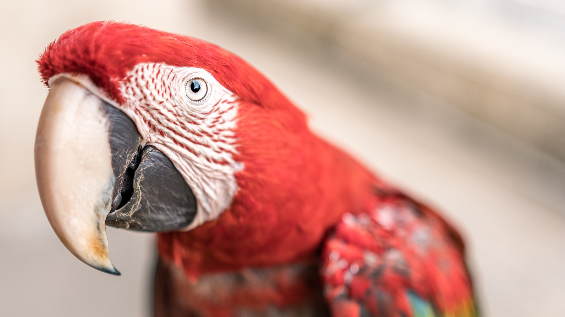 From a parrot pulling out feathers to a canine’s meals – your pet queries answered