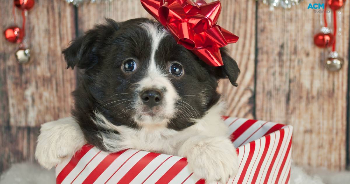 Pet possession is critical not seasonal, keep away from gifting pets this Christmas – August Margaret River Mail