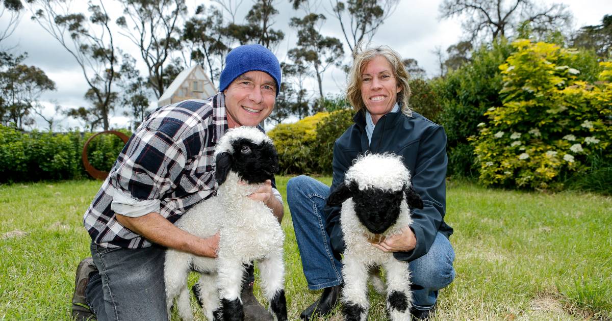 Lengthy journey to carry 'cute' Valais sheep breed to Camperdown – Goulburn Submit