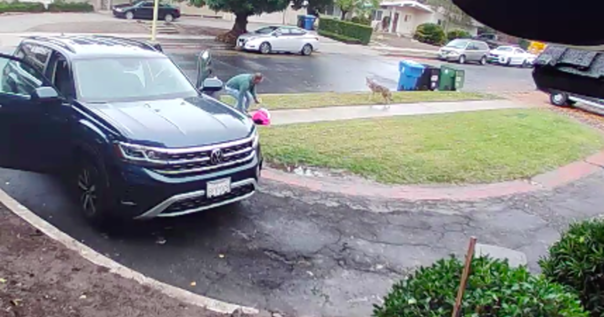 2-year-old lady attacked by coyote outdoors Los Angeles residence