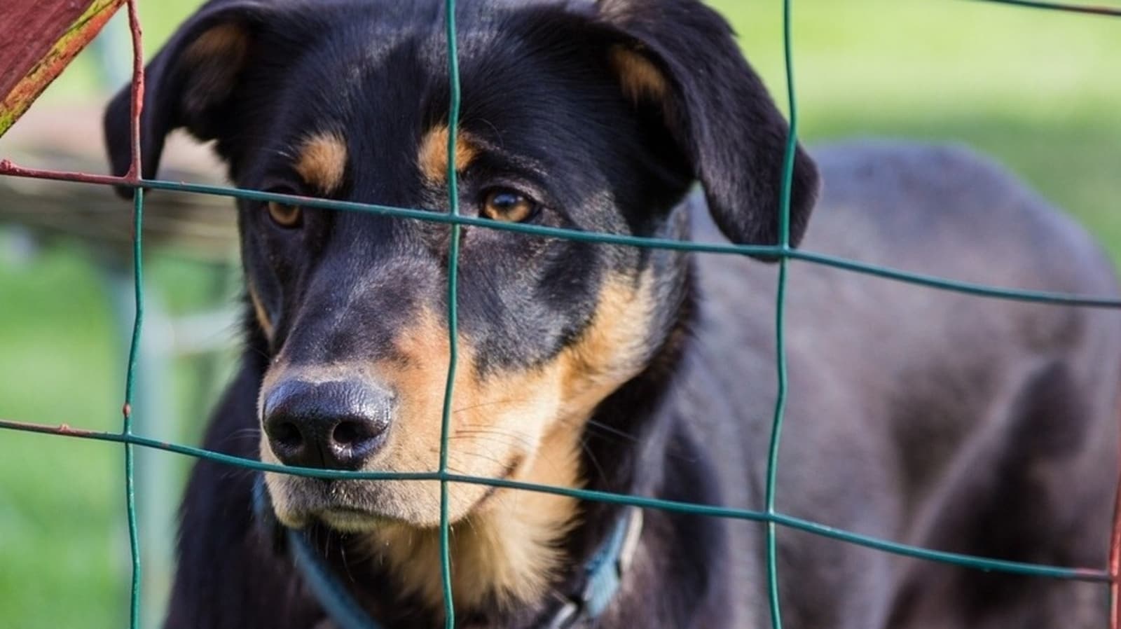 Have a good time Shelter Pets Day: 5 methods to assist shelter pets