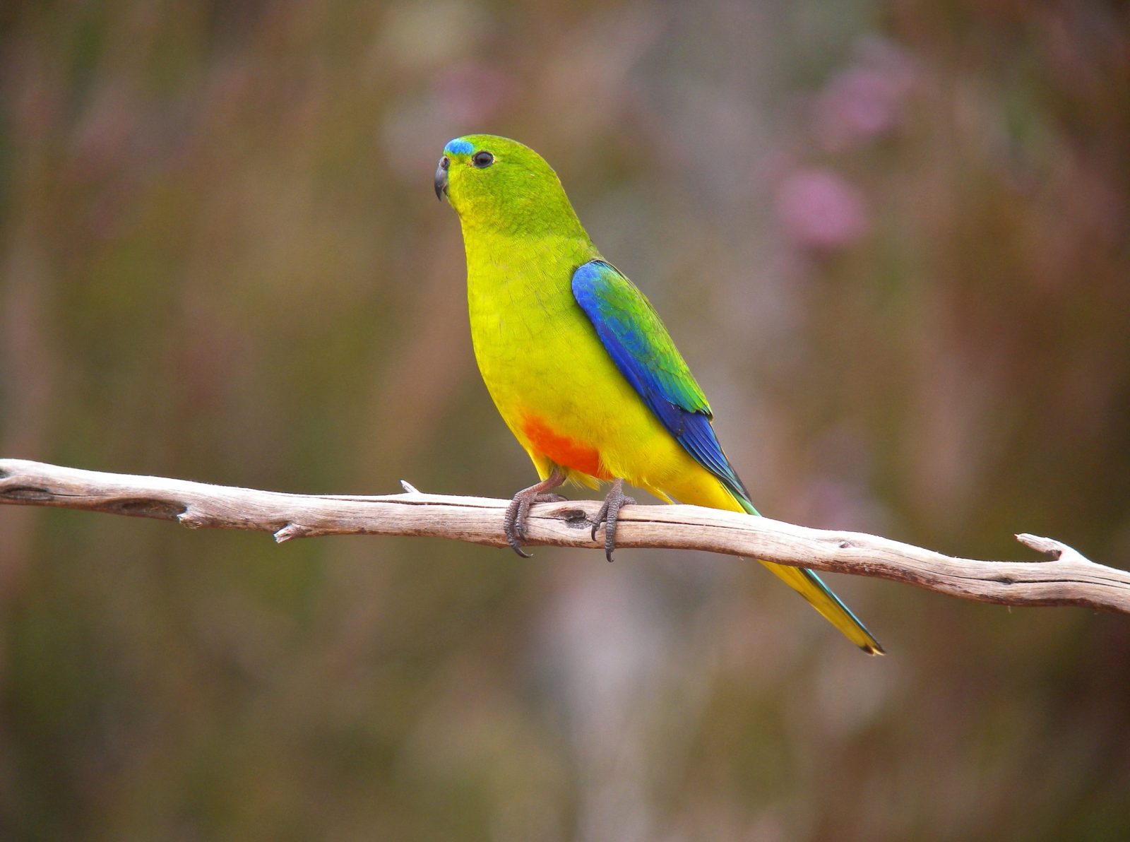 Wind Farm to Shut Down 5 Months a 12 months to Defend Critically Endangered Parrot Species