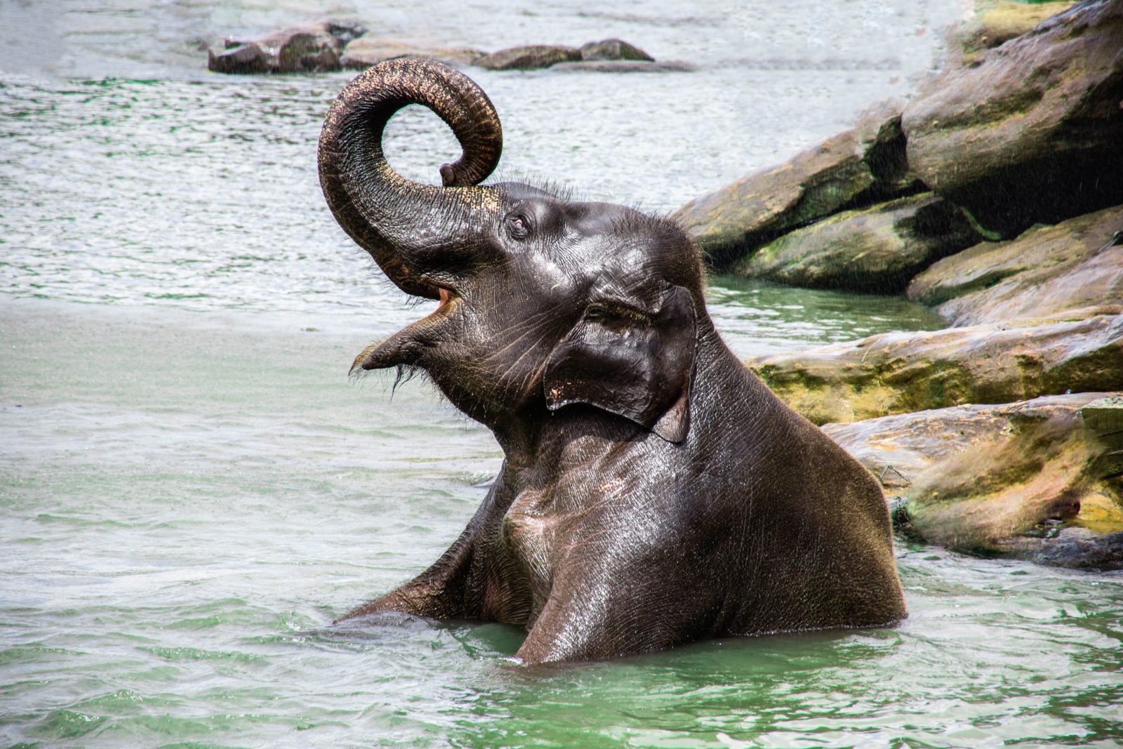 Cute Child Elephant Performs in Water at Sanctuary in Thailand