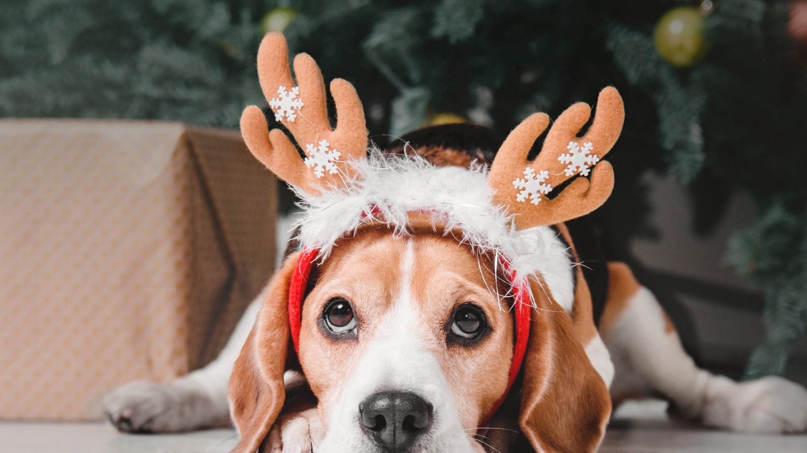 Stylish Trend Ideas To Get Your Pet Prepared For Christmas And New 12 months Celebrations