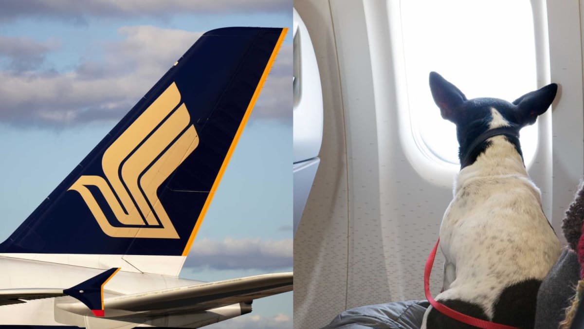 SIA will not enable passengers to fly with emotional assist canine from April 2023