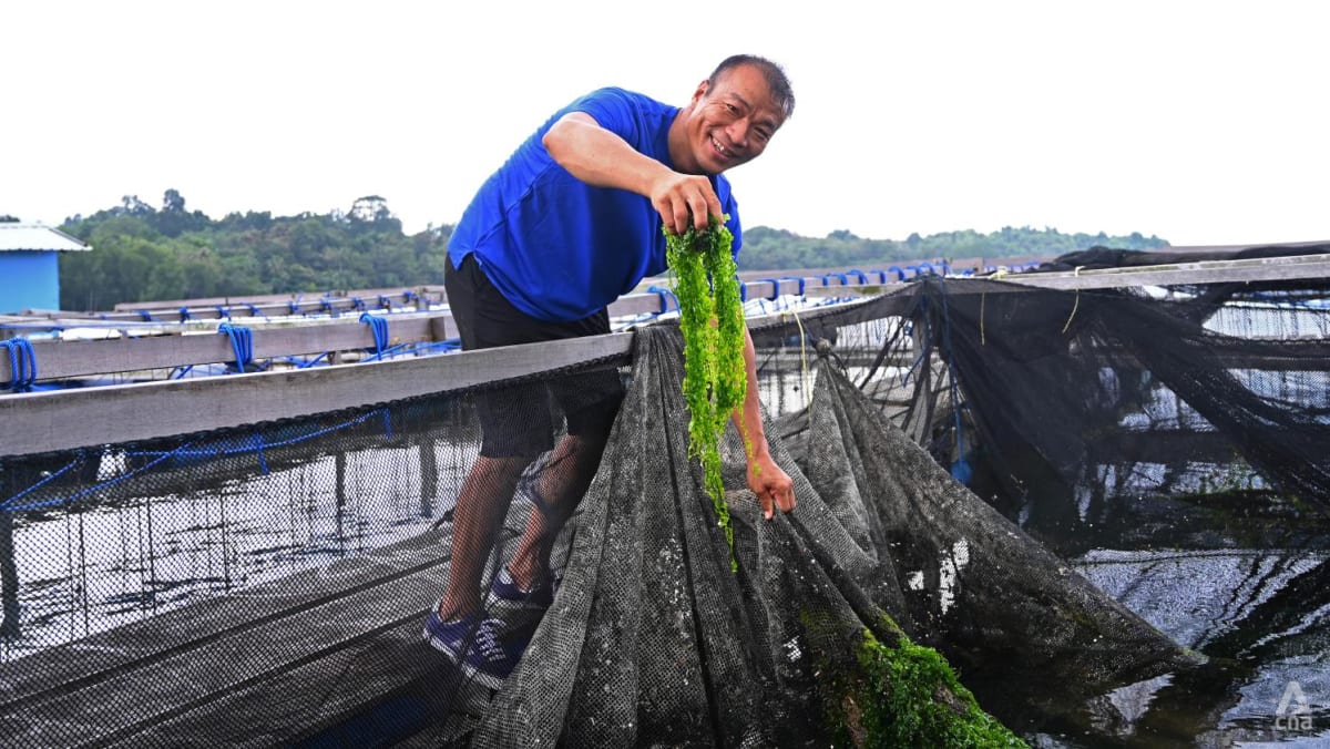 Grapes, seaweed and ice vegetation: The surprising crops farms in Singapore are rising