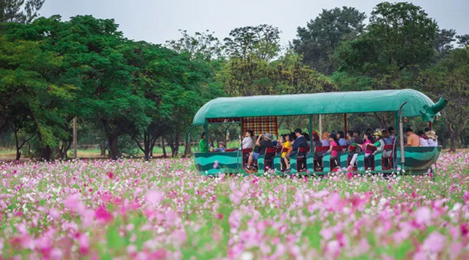 Thailand is blooming with flower festivals from December -January