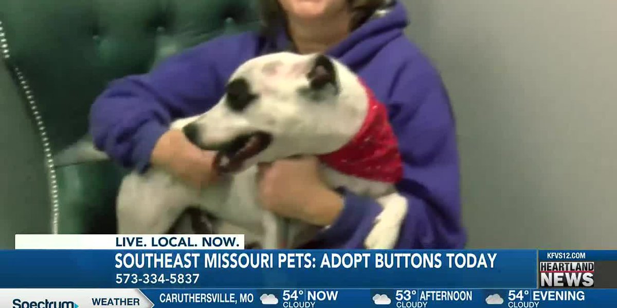 Heartland Pets 12/2/2022 Feat. Buttons – Wichita – KWCH