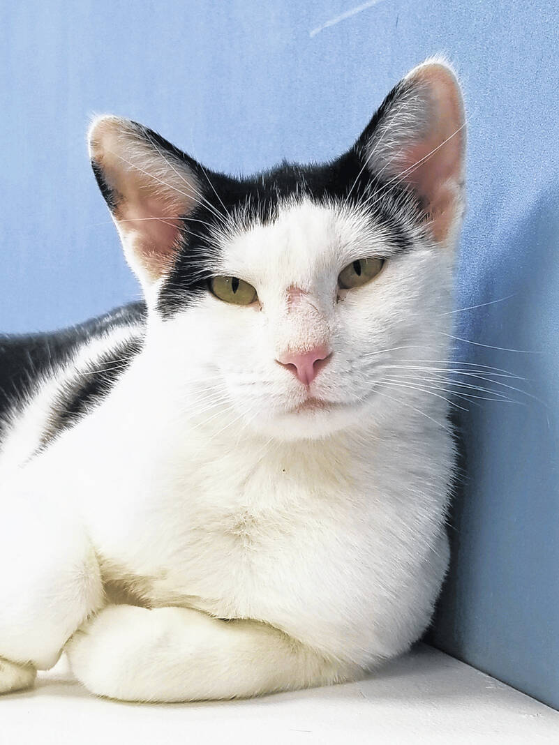 PETS OF THE WEEK – Urbana Every day Citizen