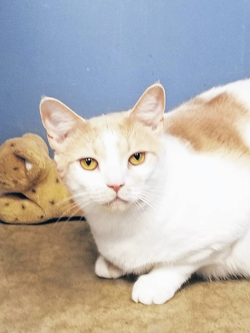 PETS OF THE WEEK – Urbana Each day Citizen