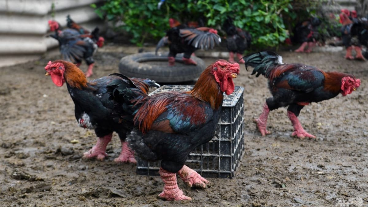 Big legs of Vietnam’s ‘dragon hen’ a Lunar New 12 months delicacy