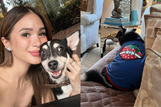 Coronary heart Evangelista provides P13,000 shirt as ‘pasalubong’ to pet canine Panda