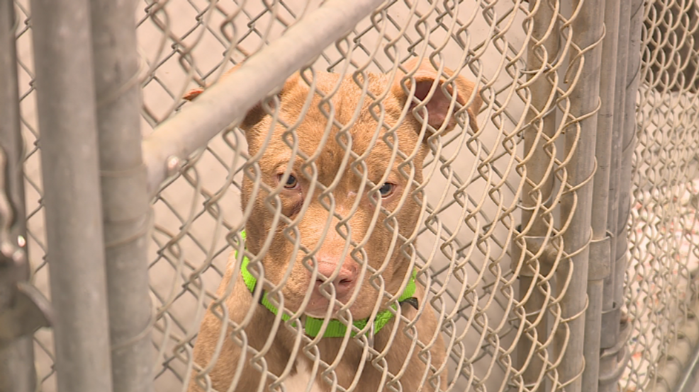 A tragic actuality in some animal shelters as increasingly more pets are surrendered – WWMT-TV