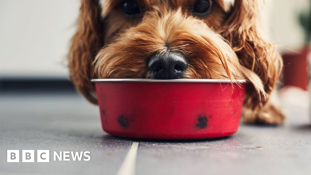 Pet meals banks: 'At the least the canine's not going hungry as properly' – BBC