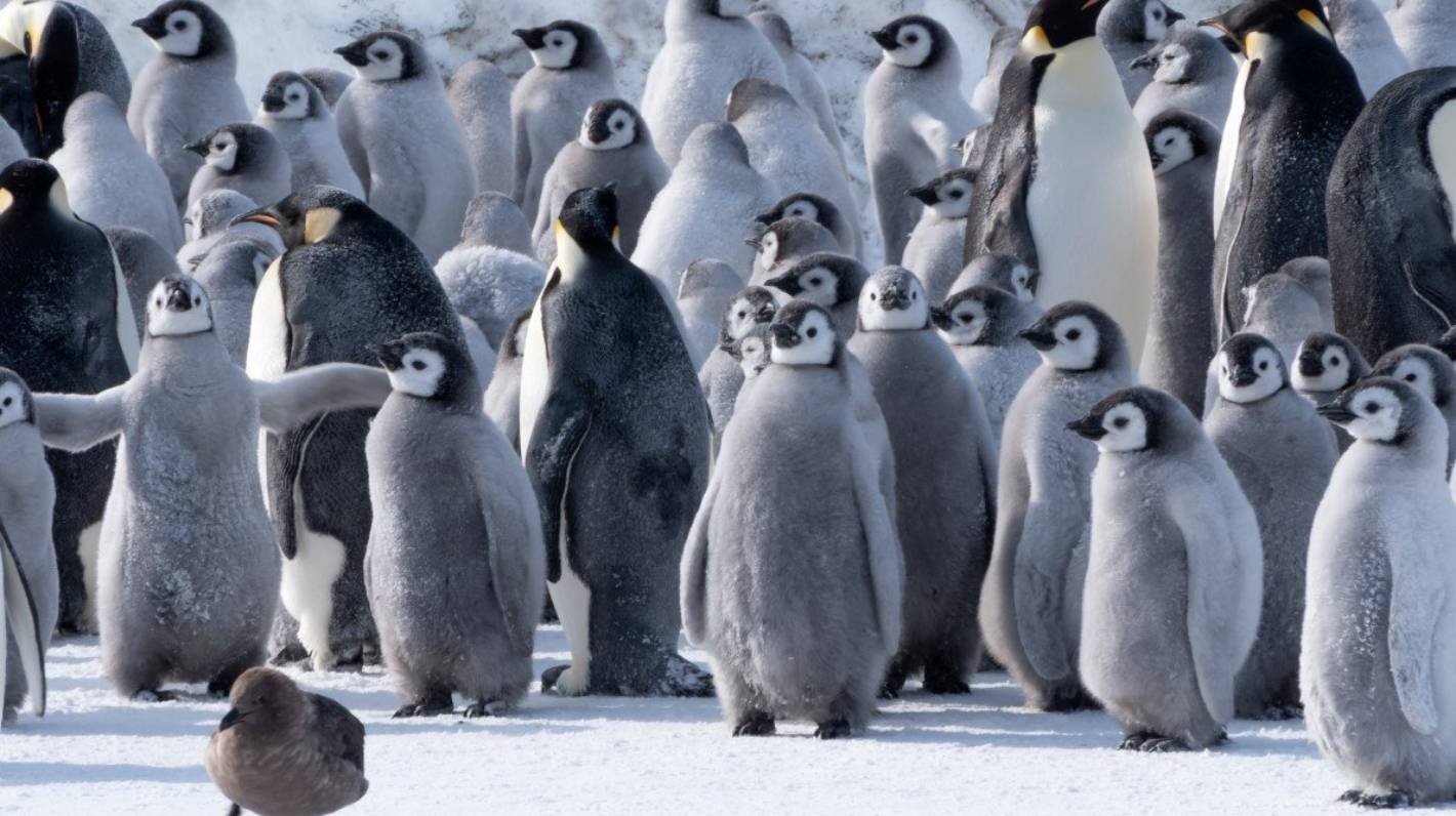 Neglect 10,000 steps – Fitbit-style trackers present what number of waddles penguins absorb Antarctica