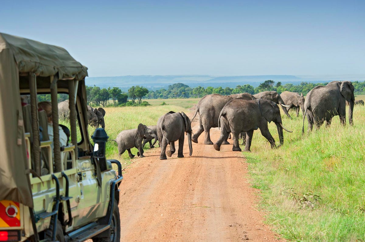 Uncover 5 Corporations That Gained PETA’s Animal-Pleasant African Safari Awards