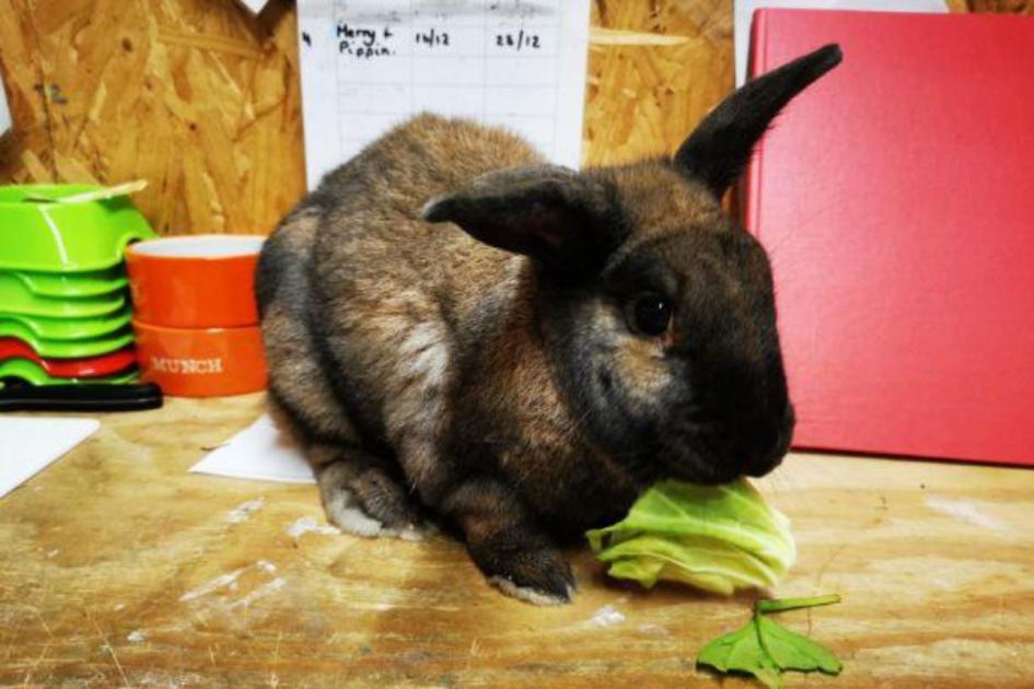 Rabbit discovered deserted on Dumbarton road in Pets at Dwelling field