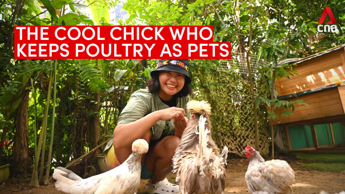 The cool chick who retains poultry as pets in Singapore | Video – CNA