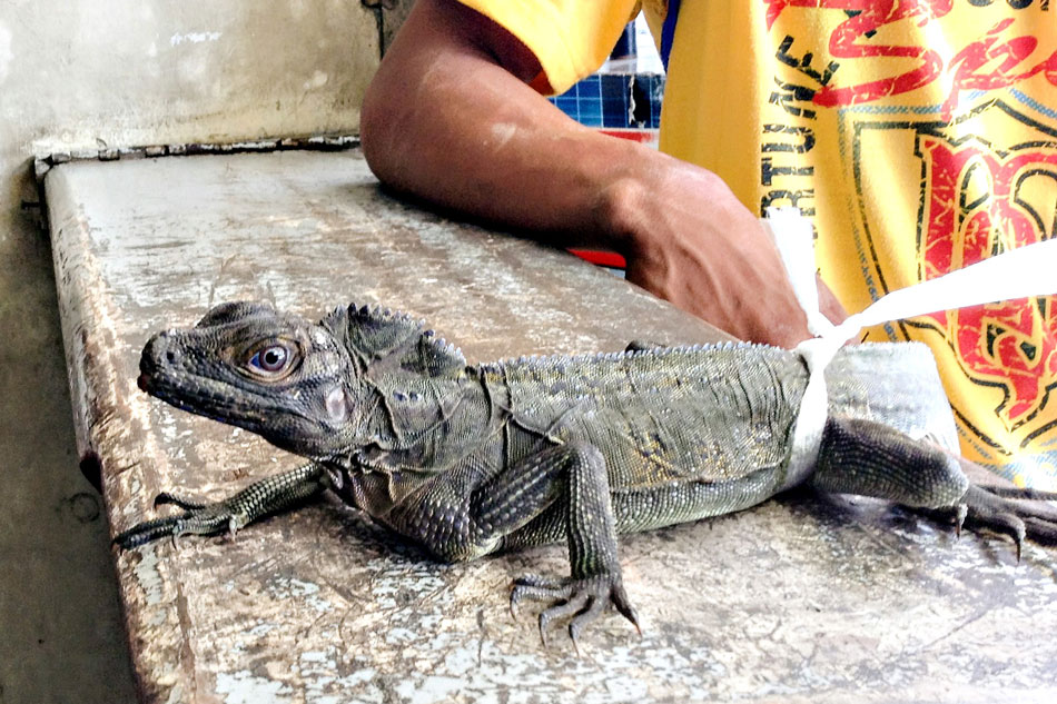 ‘Bawal ang bayawak’: Pet-friendly LRT bans snakes, iguanas