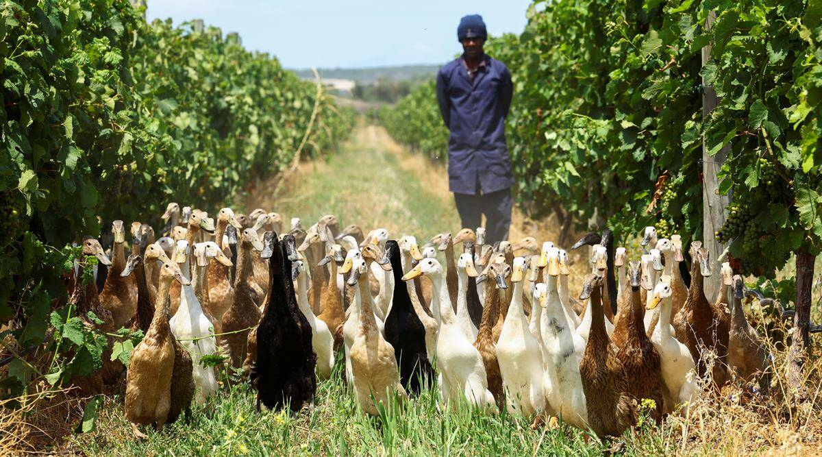 Military of pest-munching geese maintain South African winery blooming