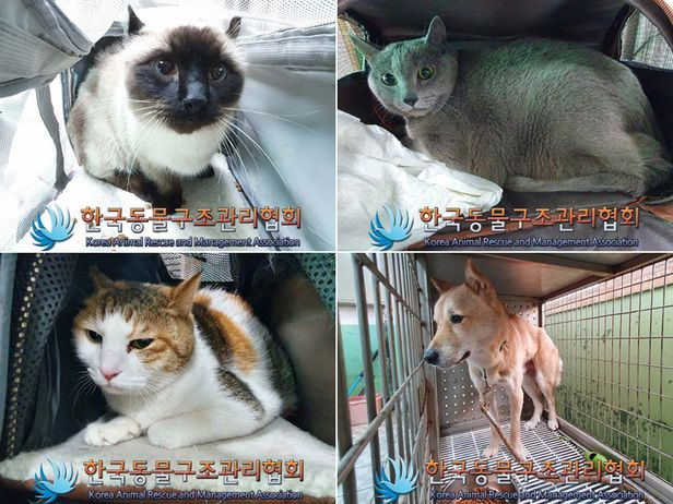 Paju homicide suspect’s pets dodge euthanasia, discover new properties