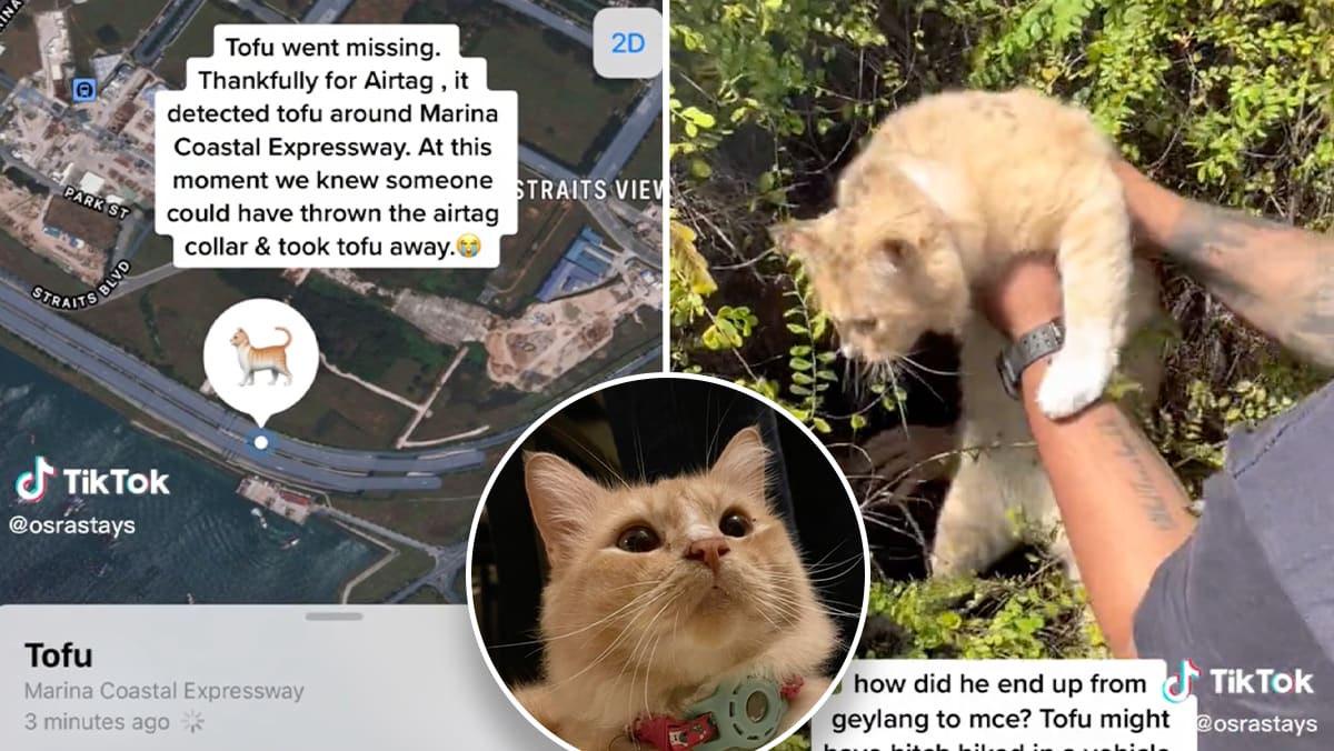 Apple AirTag helps Singapore household discover lacking pet cat in bushes alongside MCE