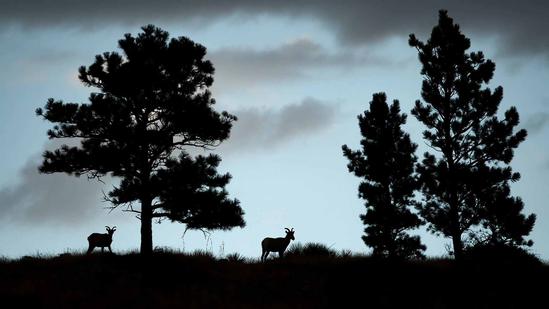 Movie festivals showcase Platte Basin Timelapse movies on bighorn sheep, cranes | Nebraska Immediately