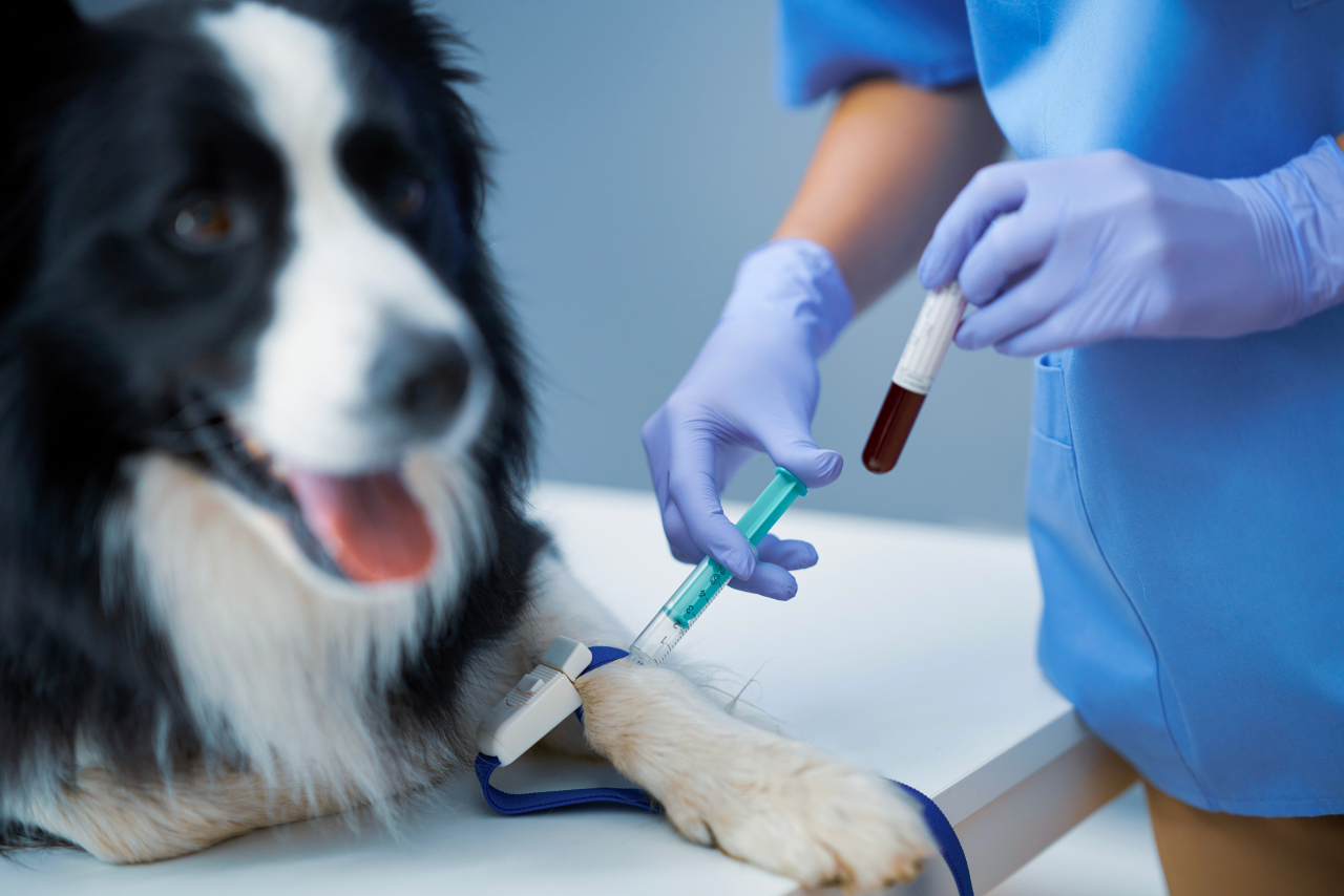 Invoice goals to spice up blood donations for pets