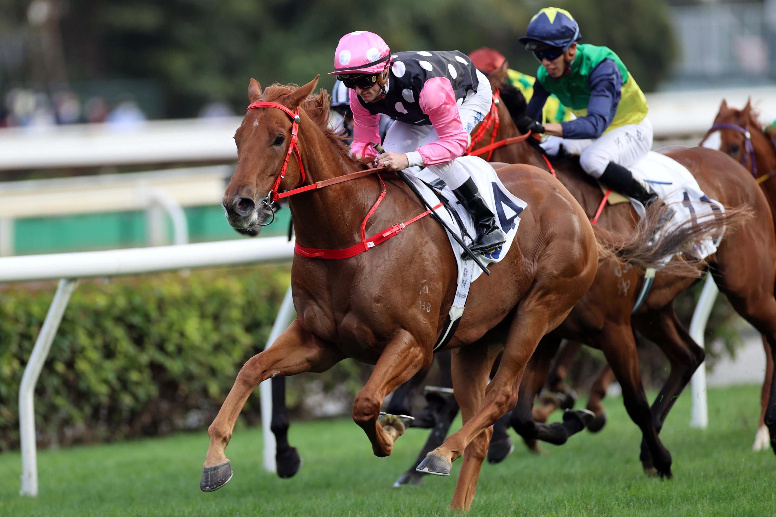 Zac Purton Dominates Sha Tin With Quartet as Magnificence Everlasting Stamps Class