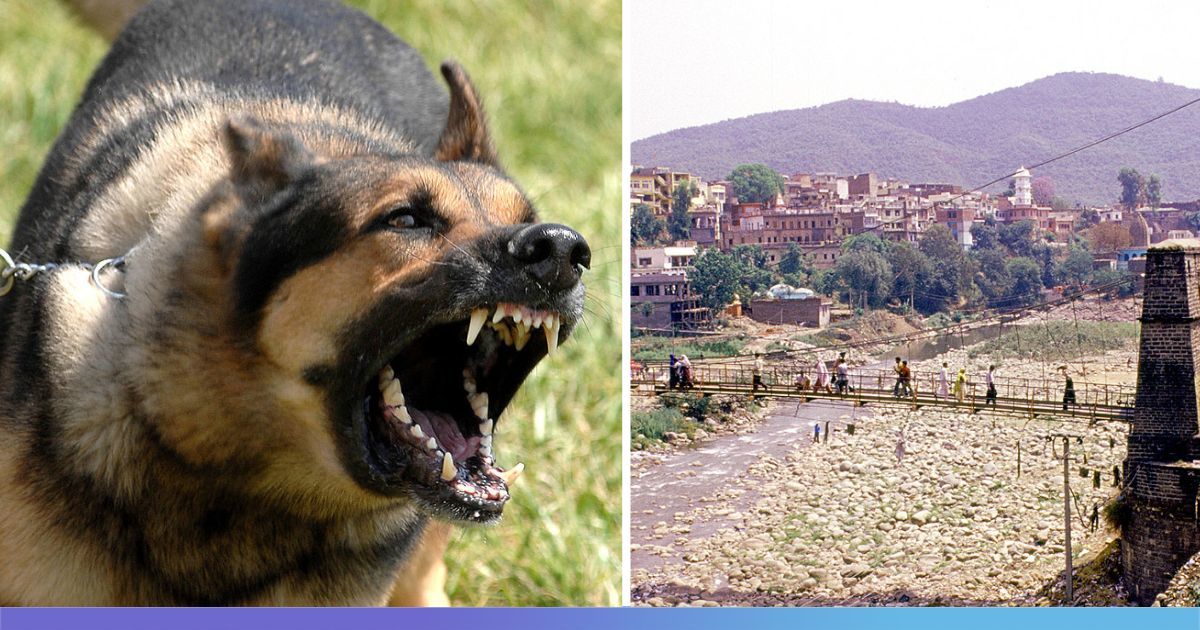 Pet Canine’s Frantic Barks Save Household From Being Wiped Out In Rajouri Terror Assault