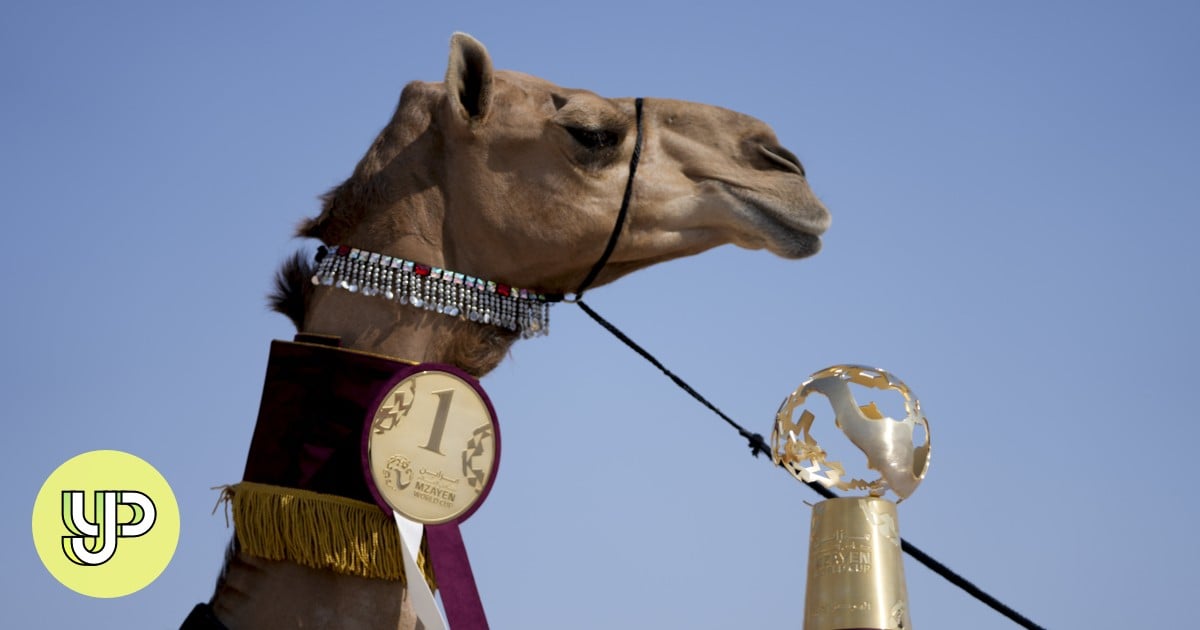 5-minute listening: Camel magnificence pageant amongst Qatar’s World Cup occasions to convey cultural consciousness to guests – YP