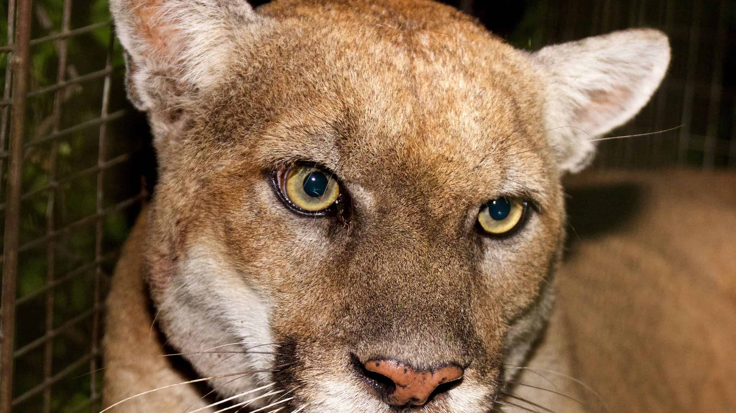 Remembering P-22 The Well-known Los Angeles Mountain Lion that Stalked Movie star Backyards