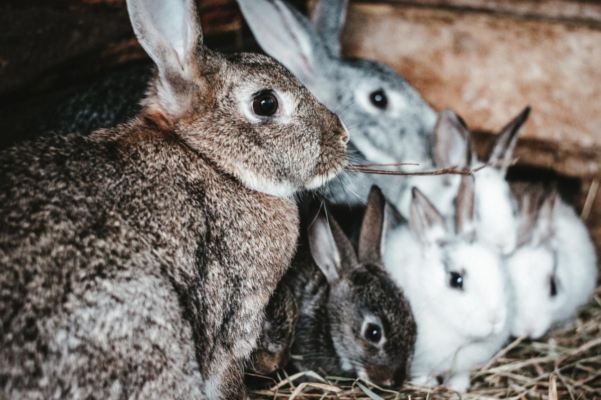 Singapore Rabbit Society has had sufficient