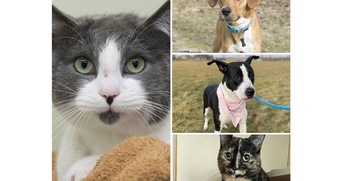 Pets of the Week: Jan. 23, 2023 – Shaw Native – The Herald-Information