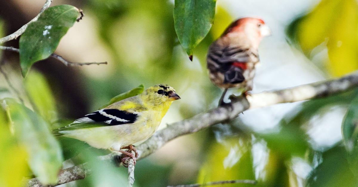 For a lesson in abundance, I watch yard birds | Leisure/Life