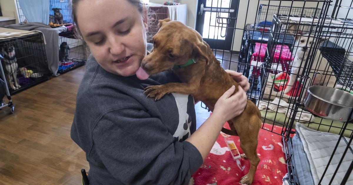 Animal shelters in Galveston County stretched as folks give up pets | Native Information