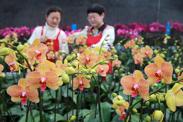 Flowers in full bloom forward of Spring Pageant – China Day by day