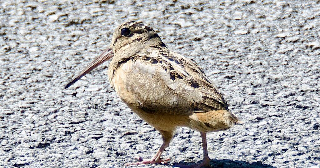 American Woodcock not often seen, however simply recognizable | Life-style