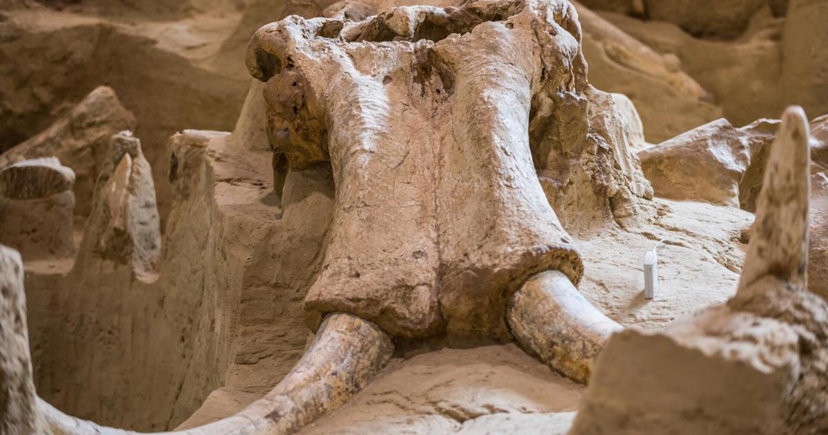 Declare of mammoth bones brings treasure hunters to NYC river | Way of life