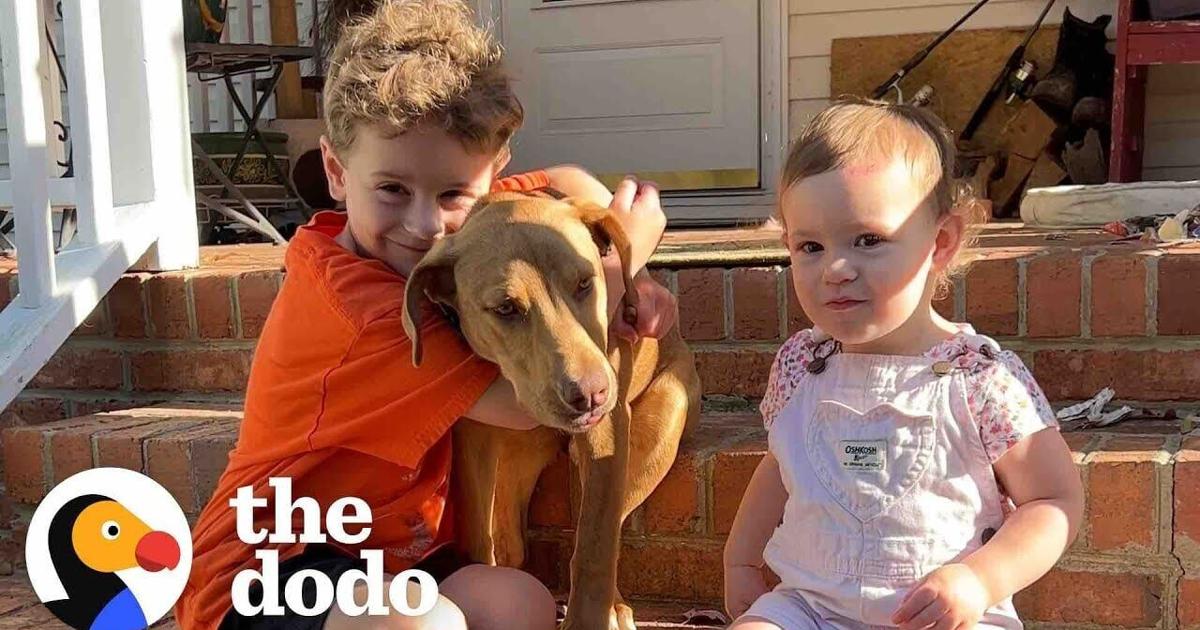 Stray Pet Seems On Household’s Doorstep | The Dodo | Pets